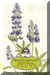 wildflower Texas Bluebonnet 250.jpg (71438 bytes)